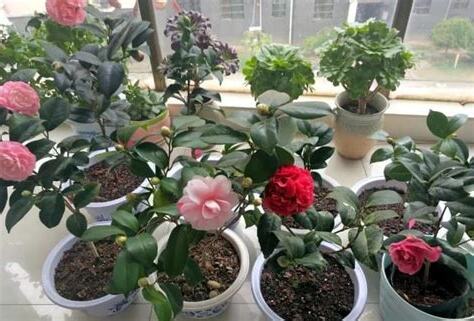 門前種茶花 好嗎